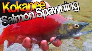 Salmon Spawning | Kokanee Salmon Spawning Strawberry Reservoir Utah | Josh Bendoski Power Fishing