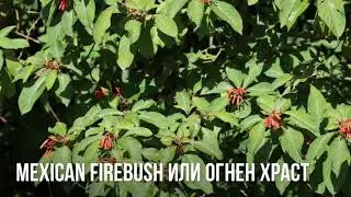 Огнен храст Hamelia Species, Firecracker Shrub, Mexican Firebush, Scarlet Bush