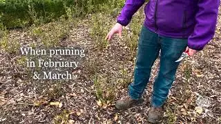 How to prune repeat flowering bush roses