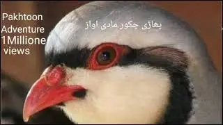 grey partridge Female voice | jangle chakor voice | Best Female chakor  sond awaz Kiklik sesi voice
