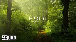 Forest In 4K | Relaxing Video - 4K Ultra HD | Wild Wonders