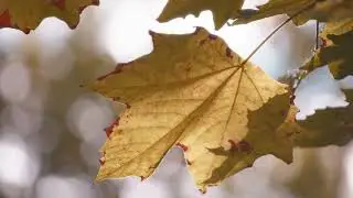 Golden autumn leaf close-up with vibrant colors and intricate details for seasonal designs