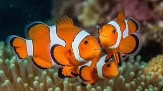 Soothing Aquarium Ambience 🐠 Gentle Piano Music for Study & Work