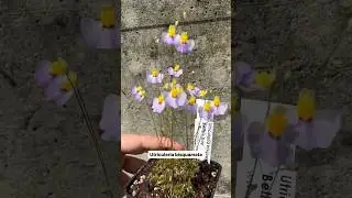Utricularia Bisquamata - #carnivore