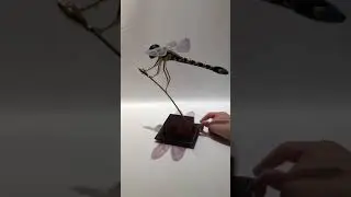 Dragonfly, my latest art sculpture all handmade with lovely iridescent wings insect art