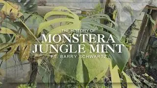 The Monstera Jungle Mint: What You Don't Know