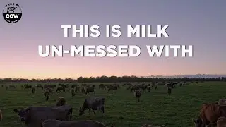 The Cold Pressed Raw Milk Process