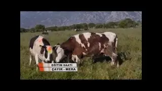 Çayır ve Mera 