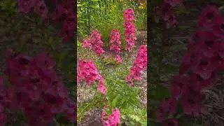 Angelface Perfectly Pink Angelonia are you growing it this year?🌸 #garden #flowers