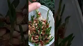 Alhos Brotem Ligeiro! | Horta Simples
