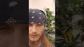 POWDERY MILDEW DEFEATED Bad River Fam Craft Commercial Cannabis Zero Pesticides Zero Oils