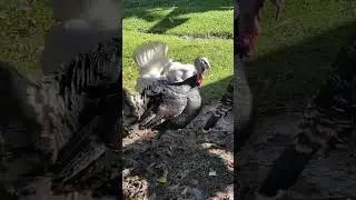 #animais #aves #avesornamentais #briga #videoengra&ccedil;ado #sitiodorb #vidanositio