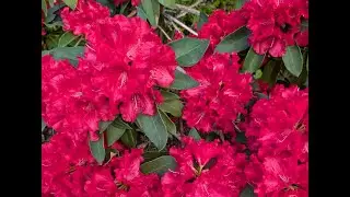 ARIES JUNE 2025  GREAT LOVE IS WORTH THE EFFORT