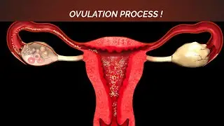 Ovulation Process in Female Reproductive System | Female Ovaries Functions & Anatomy |