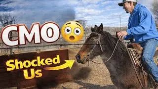 We Tested Our Rescued Horse in the Round Pen… CMO Shocked Us 😳 | Farm on Route 66