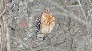 Red shouldered hawk calling