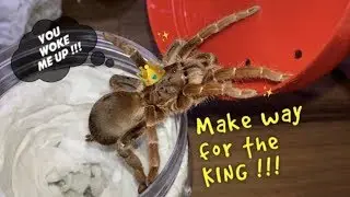 UNBOXING mean KING Baboon TARANTULA !!!