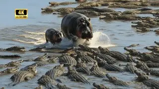 The Baby Hippo Is Caught Dozens of Crocodiles Attack | The Ocean Documentary