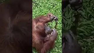 The coolest thing happened when a visitor dropped her sunglasses in an orangutan enclosure.