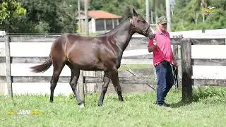 LOTE 10  - UPPSALA DESIRIO NH