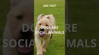 Dogs are social animals... #shorts