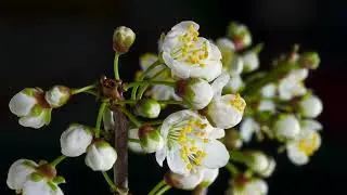 Cherry Blossom Timelapse | Free full hd videos - no copyright