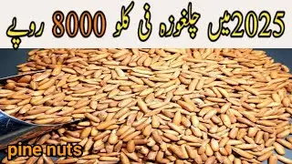 Dry Fruits Wholesale Market In Karachi |Chilgoza  چلغوزہ | pine nuts