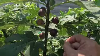 How to speed up fig ripening 