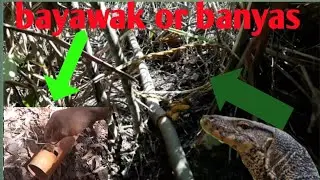 simple trap using stick and pvc pipe for monitor lizard|bayawak (tagalog) Philippines