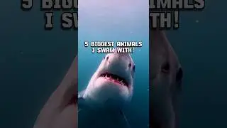 The 5 Biggest Animals I Shouldn&rsquo;t Of Swum With! #shorts