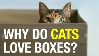 Why do cats love boxes?