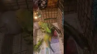 pinky bani football champion 🏆 #budgiesplaying #budgies #budgieparrot