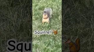 Friendly squirrel friend in the park! #bobsbackyardbuddies #wildlife #yellowpetal