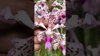 orqu&iacute;dea Vanda floriu produziu 3 cachos de flores lindas #cat