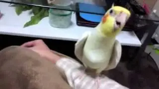 チョコボのテーマを歌うオカメちゃん