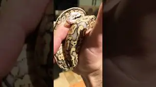 Nouveau b&eacute;b&eacute; ❤️ #serpent #python #anaconda #ballpython #pythonregius #terrarium #breeding #ghost
