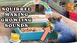 Squirrel Making Growling Sound When Defending It&rsquo;s Food