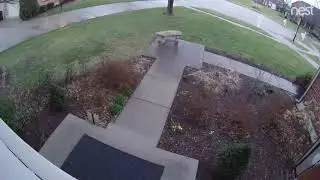 Nerf bunny hunt