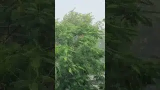 omg! heavy rainfall in chittorgarh #shorts