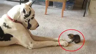 When Kittens Boss Around Big Dogs 🤣