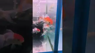 Red Cap Goodies 🍀🐠 #lucky #fish #aquarium #trending #fishtank #viral #red #gold #goldfish #like