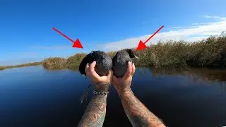 Охота на лысух во Флориде *** Охота на лысух в болотах Флориды