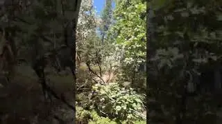 COOLEST TRAIN RIDE IN CALIFORNIA! Yosemite Sugar Pine Railroad.
