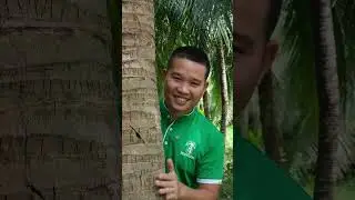 Đo&aacute;n xem dừa nh&agrave; bạn bao nhi&ecirc;u tuổi ???  #sokfarm #mathoadua