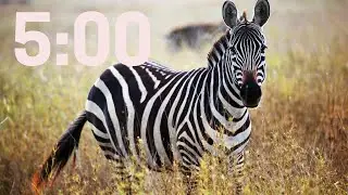 Zebra Timer | 5 Minute Animal Timer