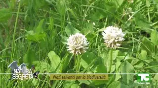 Natura segreta: prati selvatici per la biodiversità