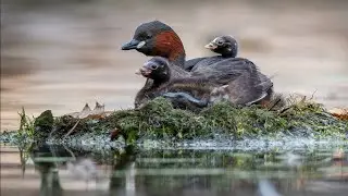 Little grebe - Dodaars (Nl.)