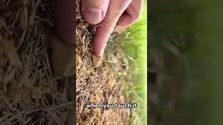 This fungus does something COOL&hellip;🍄
