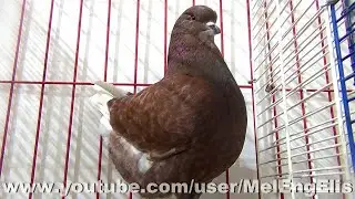 Pigeon King rouge cendré à manteau plein - SNC Woincourt 2022 - голубь кинг - الملك الحمام
