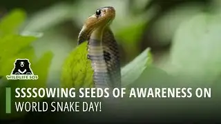 Sowing seeds of Awareness on World Snake Day!